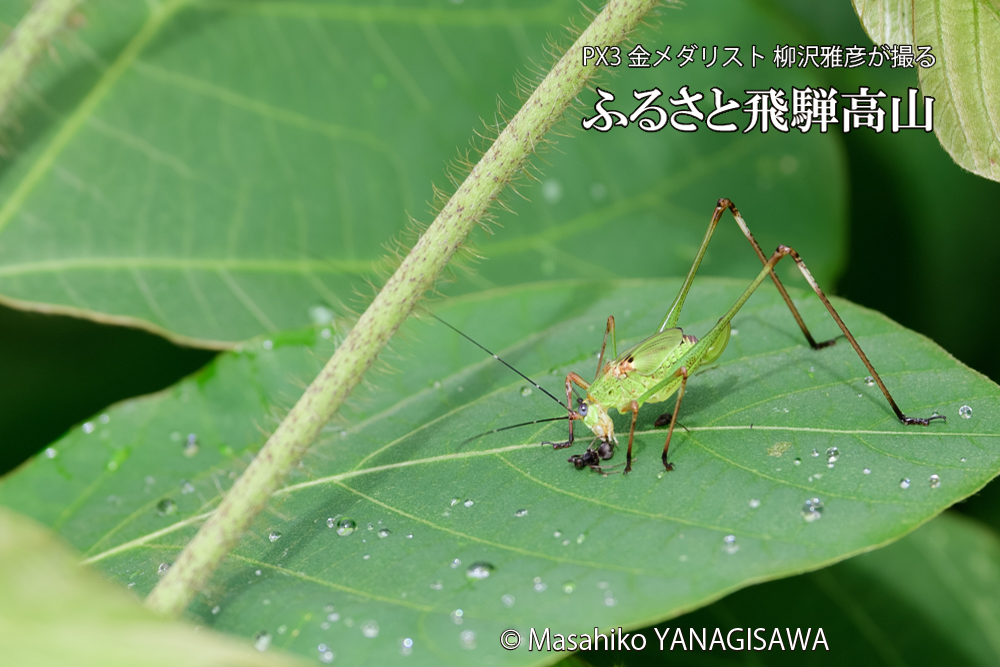 飛騨高山に棲むキリギリスとアリの写真です。
