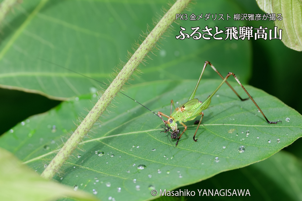 飛騨高山に棲むキリギリスとアリの写真です。