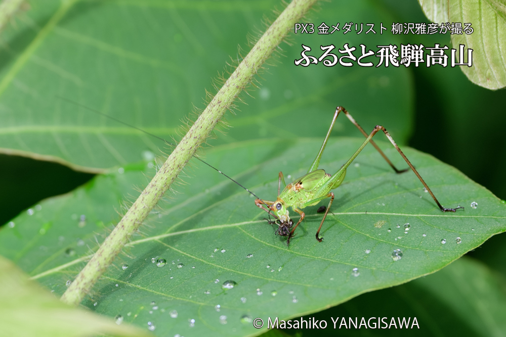 飛騨高山に棲むキリギリスとアリの写真です。