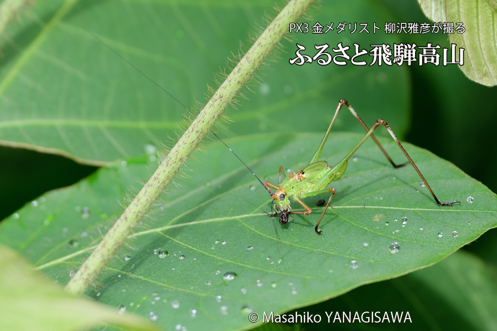 飛騨高山に棲むキリギリスとアリの写真です。