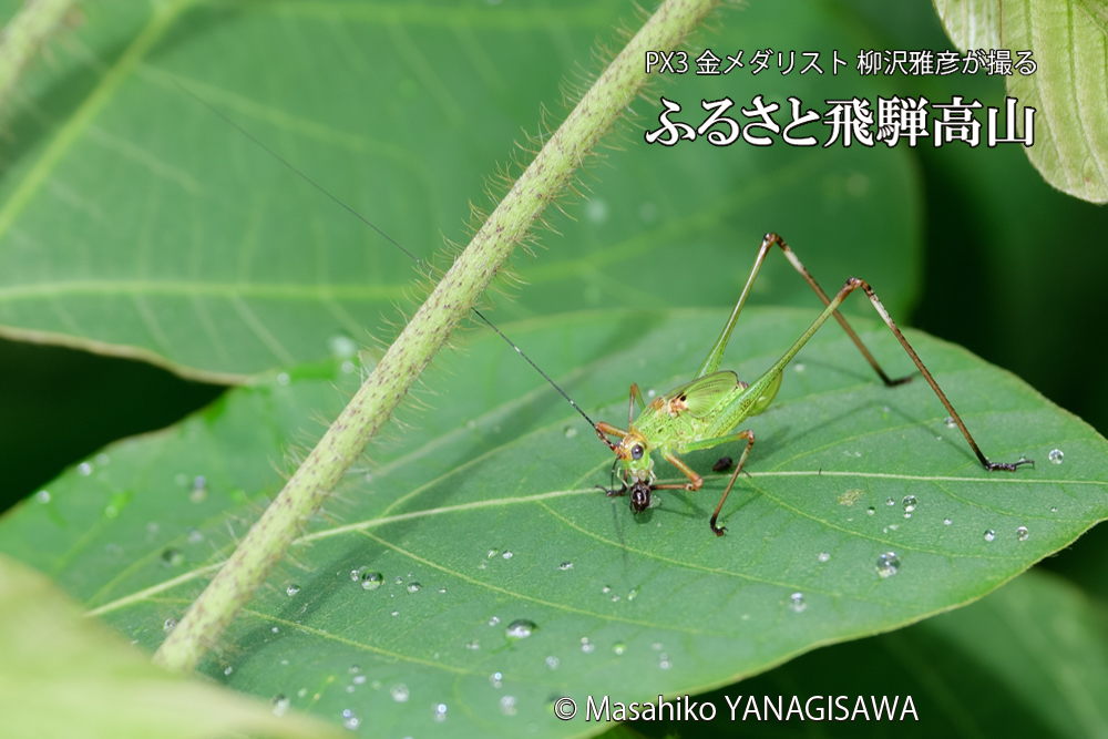 飛騨高山に棲むキリギリスとアリの写真です。