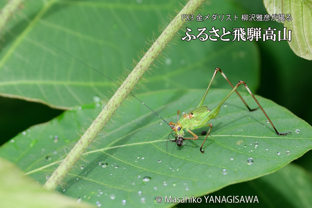 飛騨高山に棲むキリギリスとアリの写真です。
