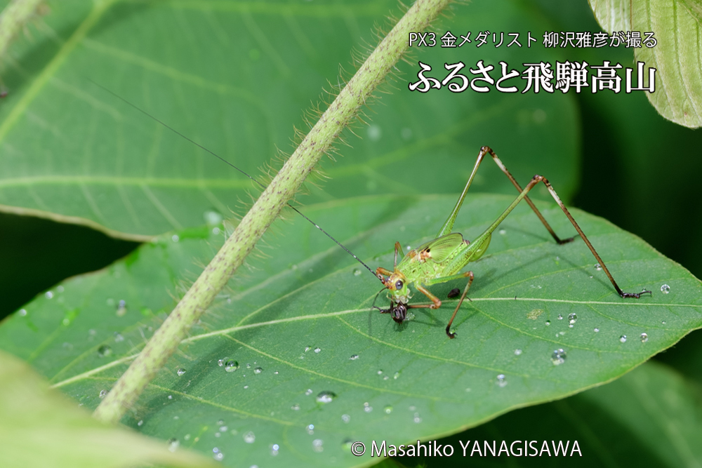飛騨高山に棲むキリギリスとアリの写真です。
