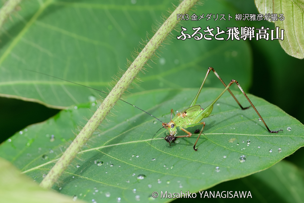 飛騨高山に棲むキリギリスとアリの写真です。