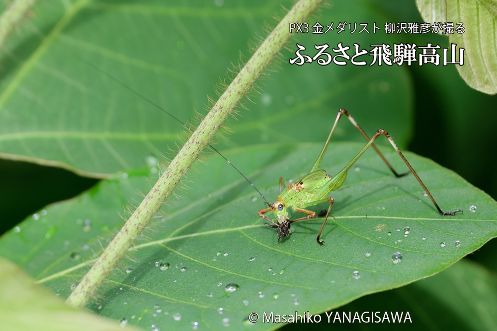 飛騨高山に棲むキリギリスとアリの写真です。