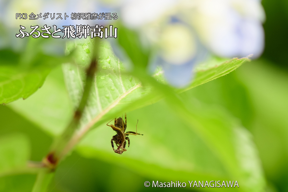 飛騨高山に棲むカマキリとクモの写真です。