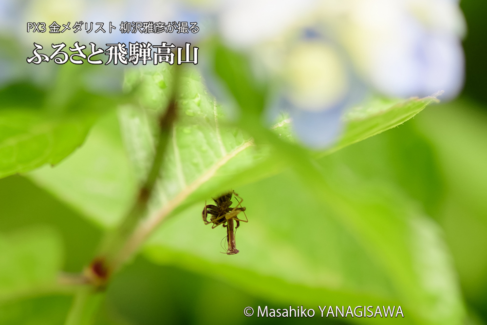 飛騨高山に棲むカマキリとクモの写真です。