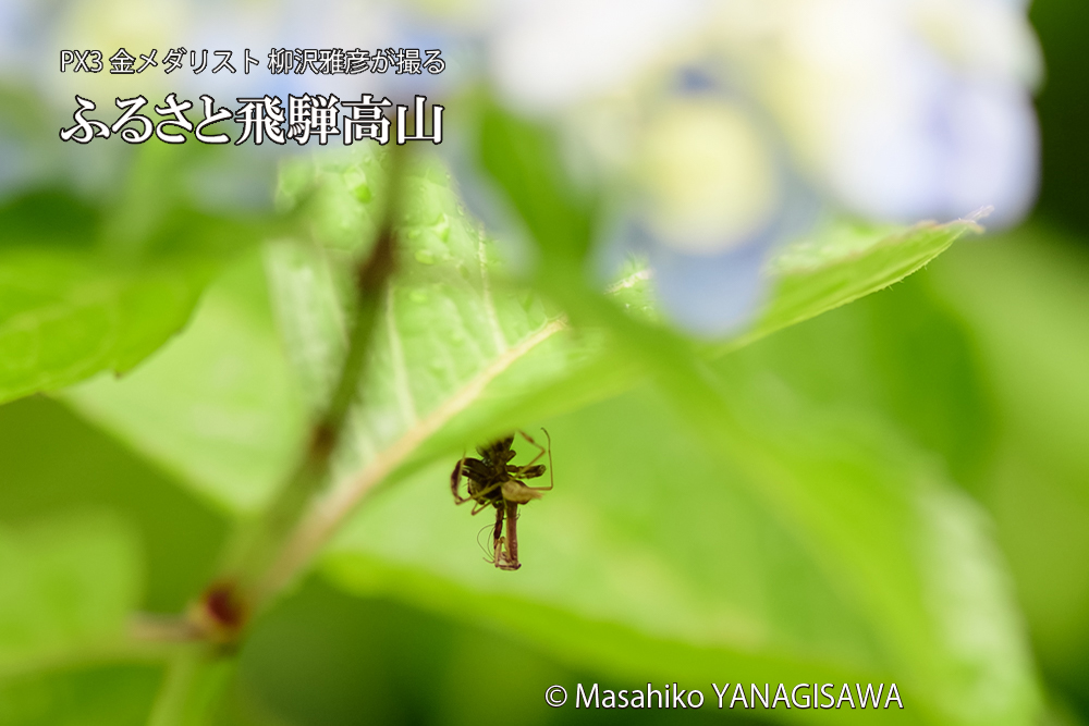 飛騨高山に棲むカマキリとクモの写真です。