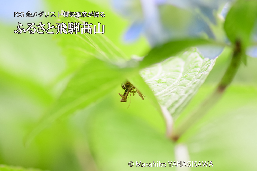 飛騨高山に棲むカマキリとクモの写真です。