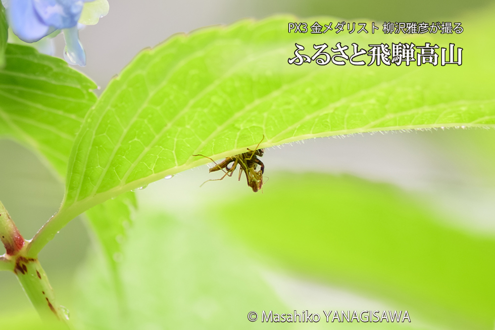 飛騨高山に棲むカマキリとクモの写真です。