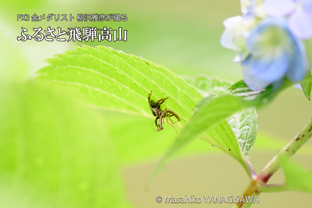 飛騨高山に棲むカマキリとクモの写真です。
