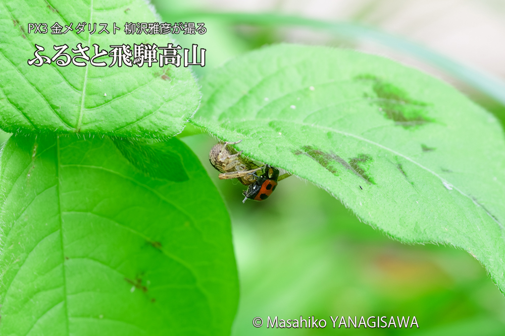 飛騨高山に棲むテントウムシとクモの写真です。