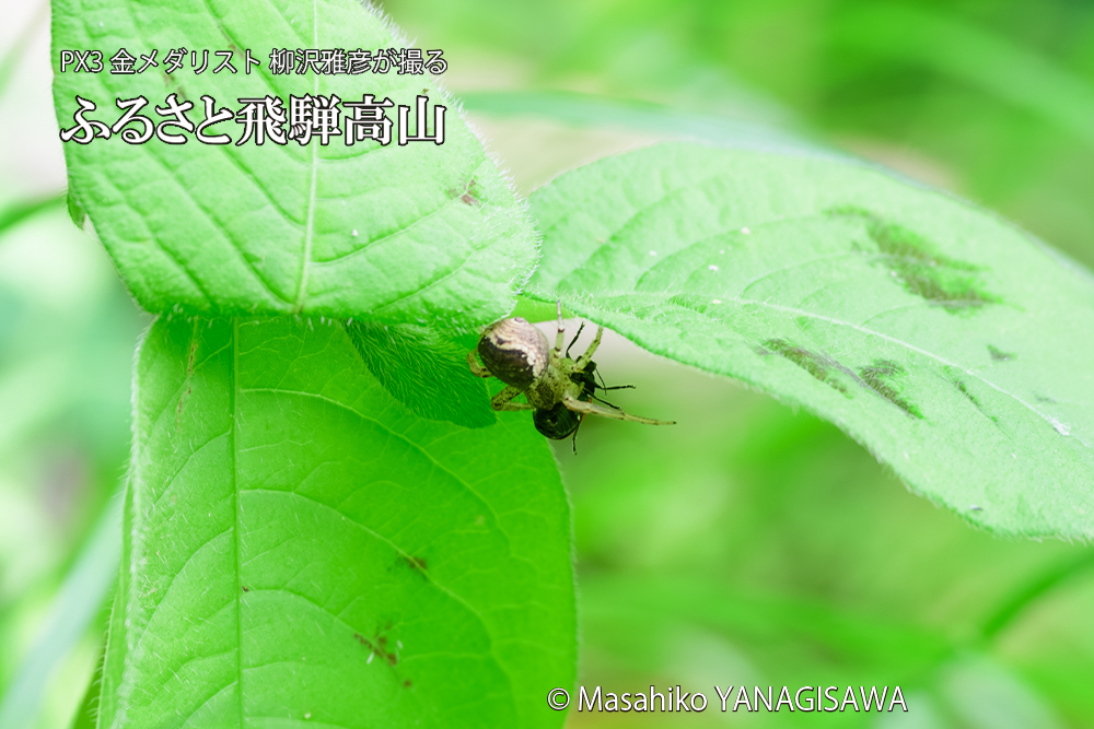 飛騨高山に棲むテントウムシとクモの写真です。