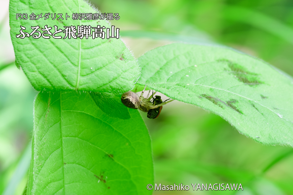飛騨高山に棲むテントウムシとクモの写真です。
