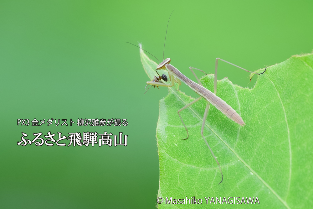 飛騨高山に棲むカマキリの写真です。