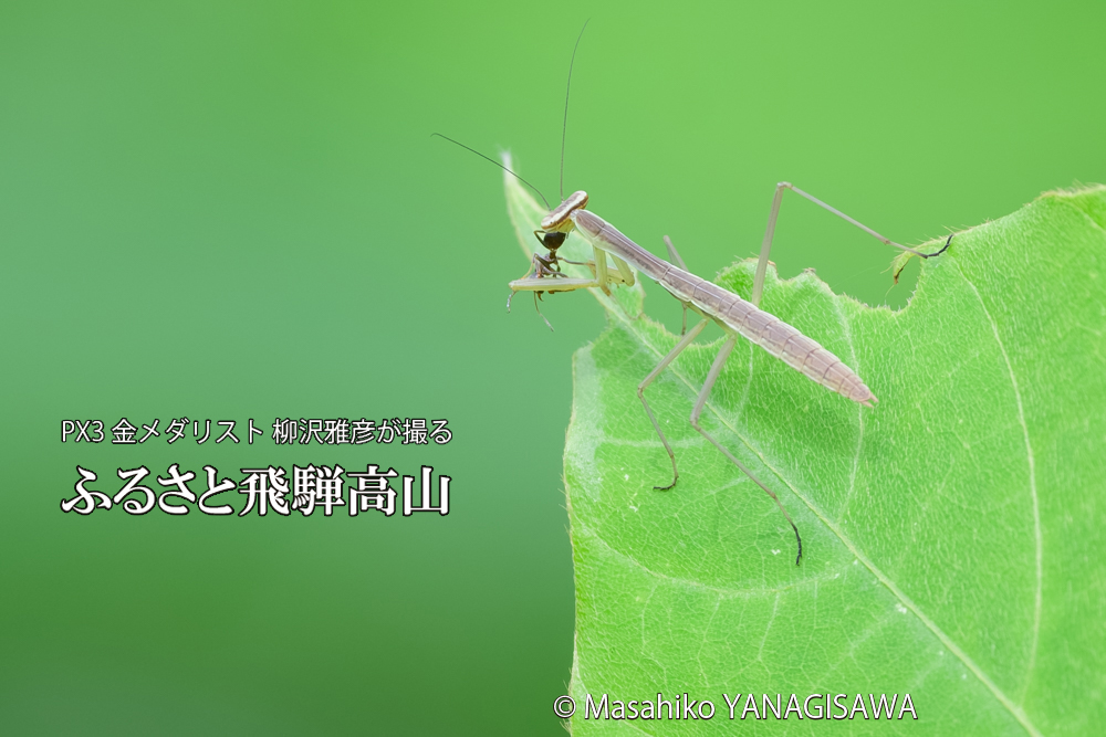 飛騨高山に棲むカマキリの写真です。