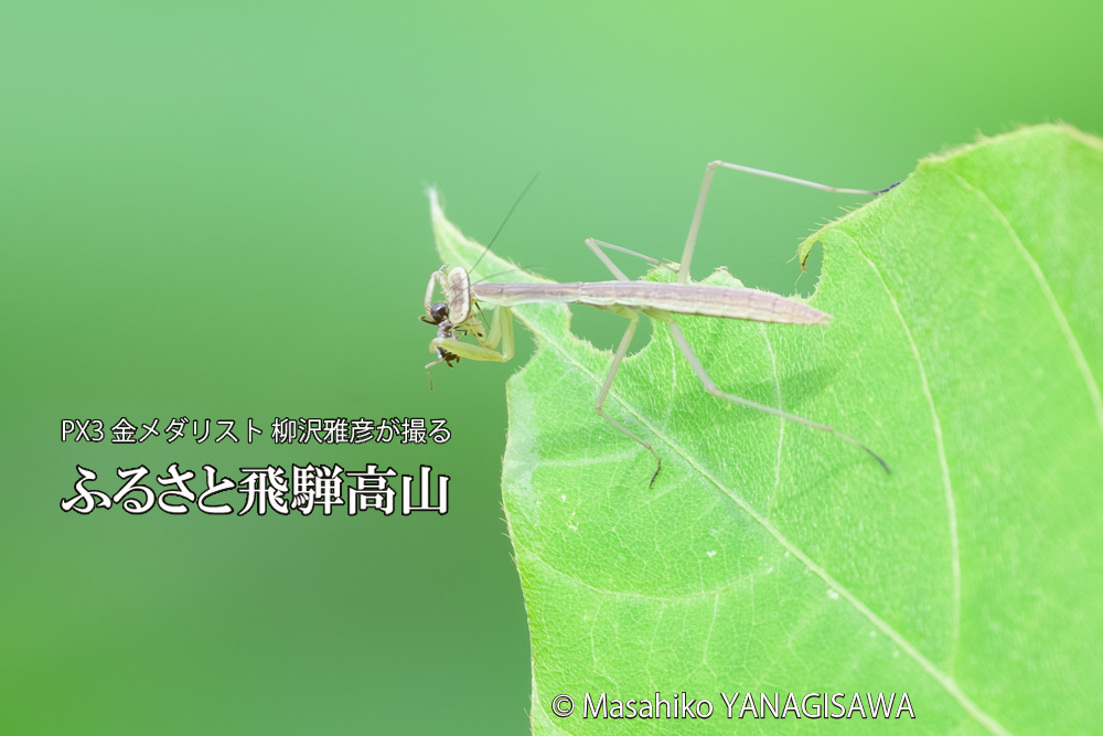 飛騨高山に棲むカマキリの写真です。