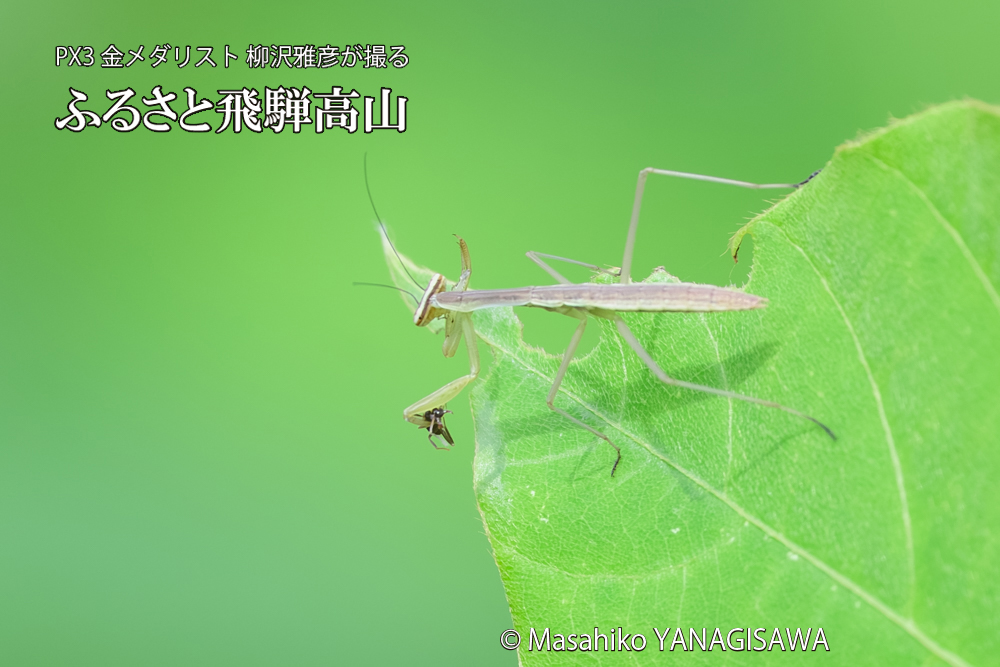飛騨高山に棲むカマキリの写真です。