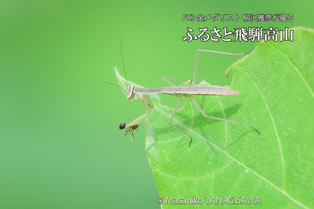 飛騨高山に棲むカマキリの写真です。