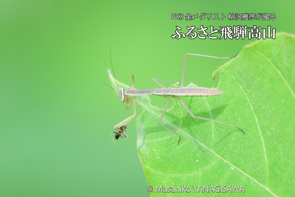 飛騨高山に棲むカマキリの写真です。
