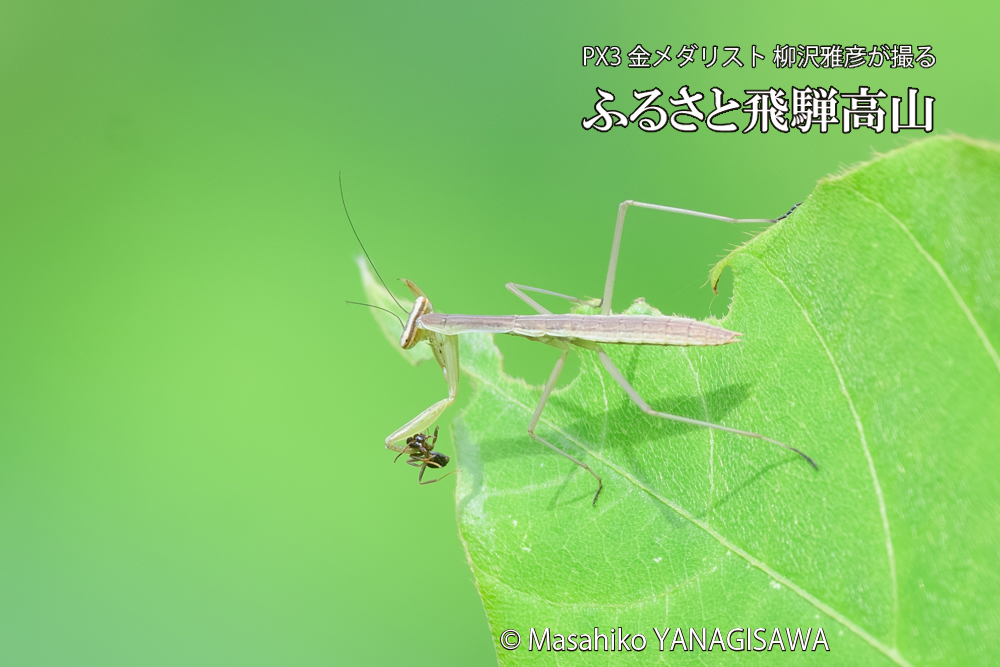 飛騨高山に棲むカマキリの写真です。