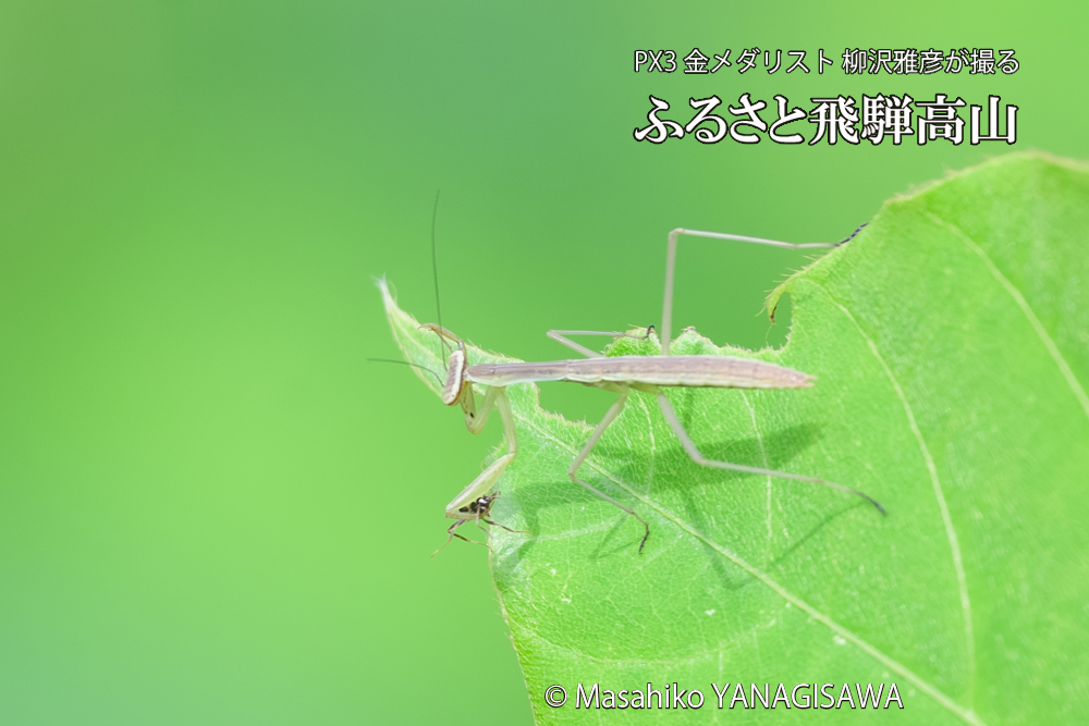 飛騨高山に棲むカマキリの写真です。