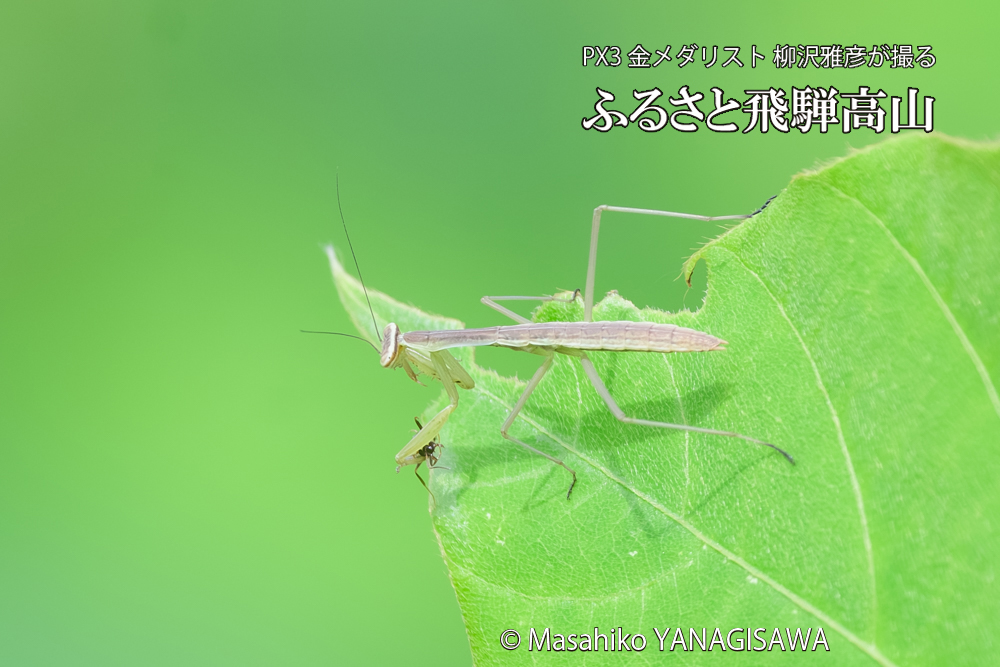 飛騨高山に棲むカマキリの写真です。
