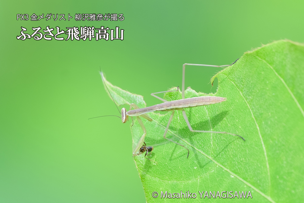 飛騨高山に棲むカマキリの写真です。