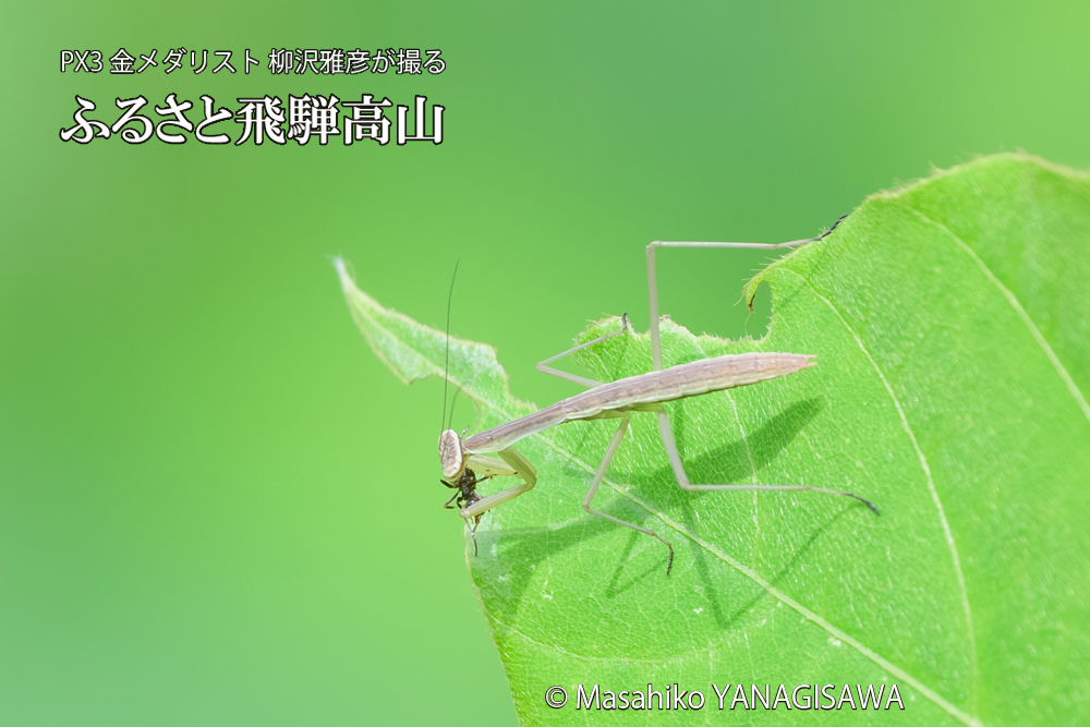 飛騨高山に棲むカマキリの写真です。