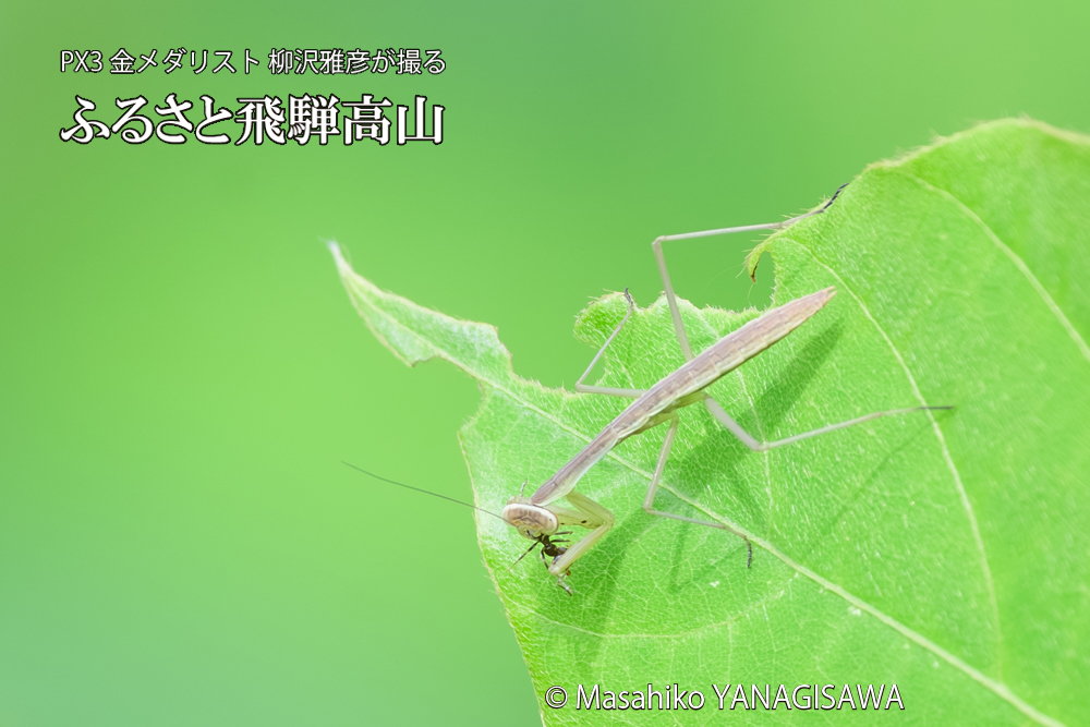 飛騨高山に棲むカマキリの写真です。