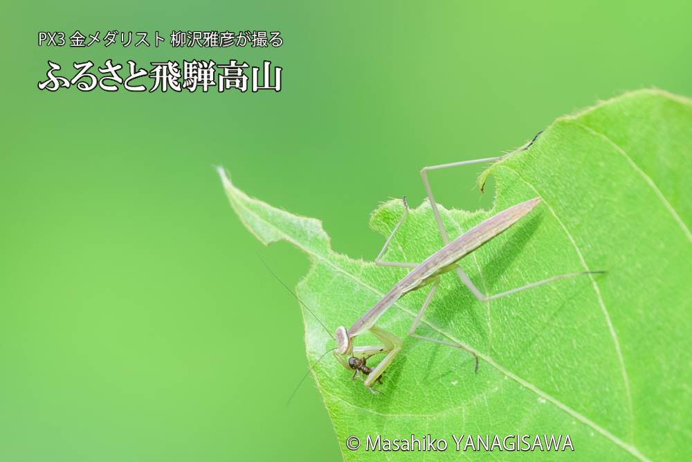 飛騨高山に棲むカマキリの写真です。