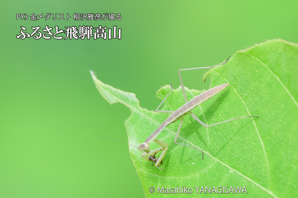 飛騨高山に棲むカマキリの写真です。