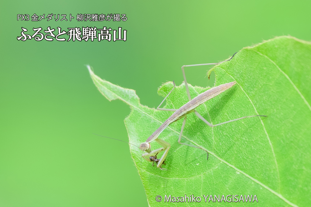 飛騨高山に棲むカマキリの写真です。