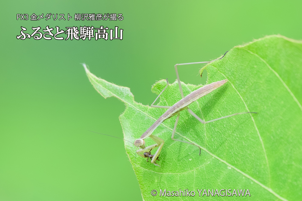 飛騨高山に棲むカマキリの写真です。