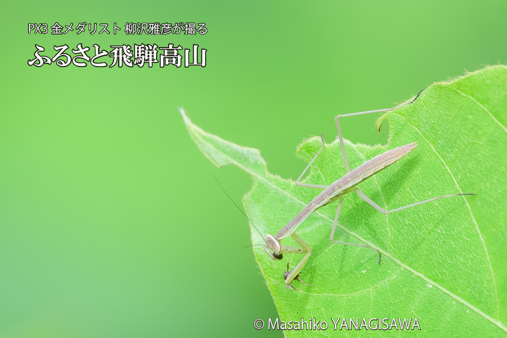 飛騨高山に棲むカマキリの写真です。
