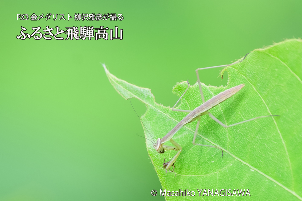飛騨高山に棲むカマキリの写真です。