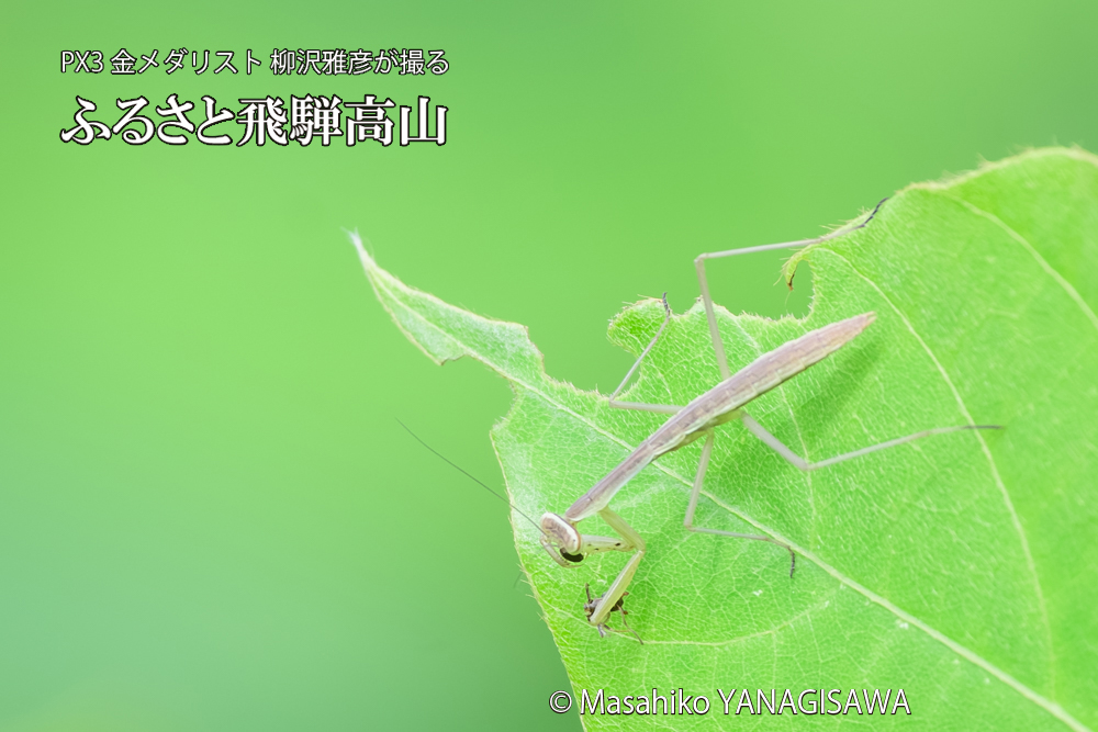 飛騨高山に棲むカマキリの写真です。