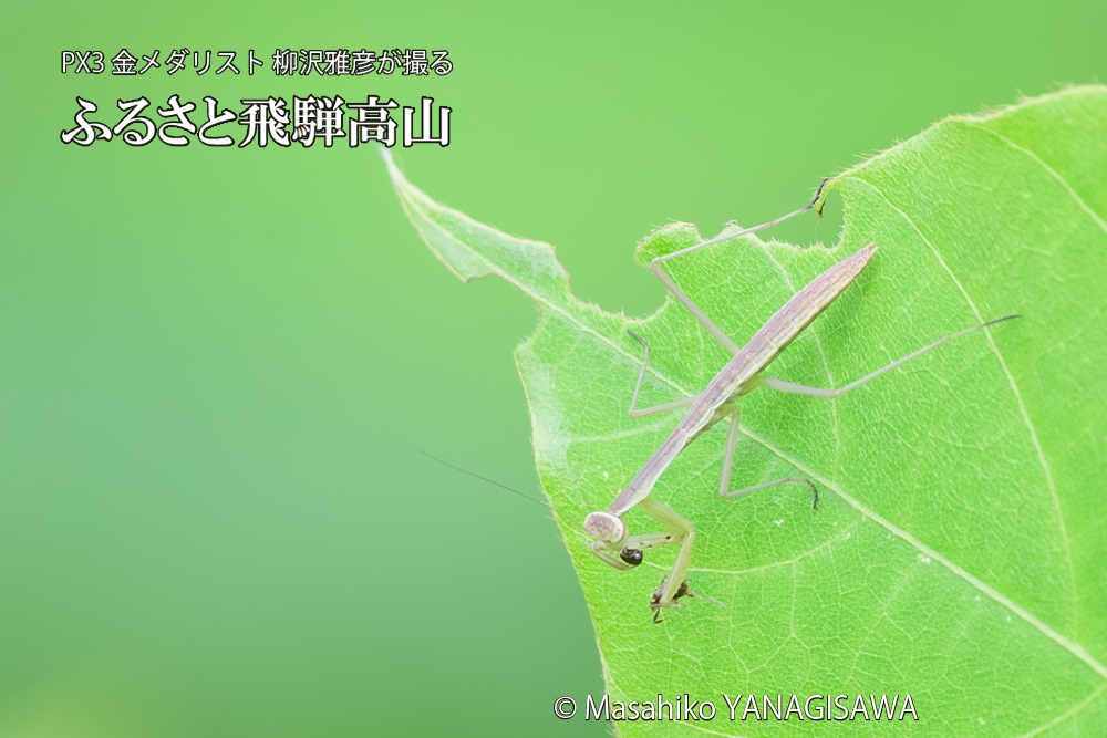 飛騨高山に棲むカマキリの写真です。
