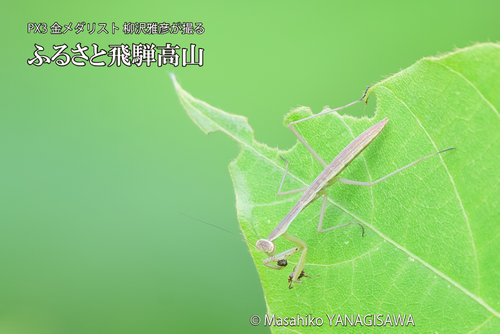 飛騨高山に棲むカマキリの写真です。