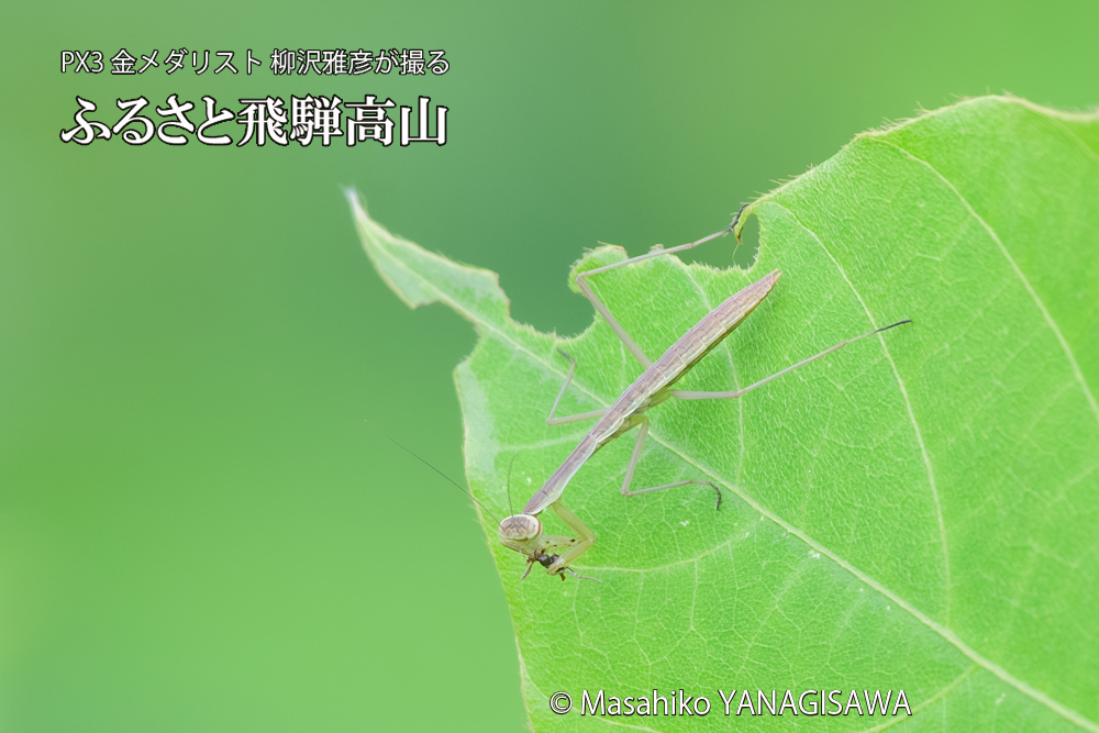 飛騨高山に棲むカマキリの写真です。