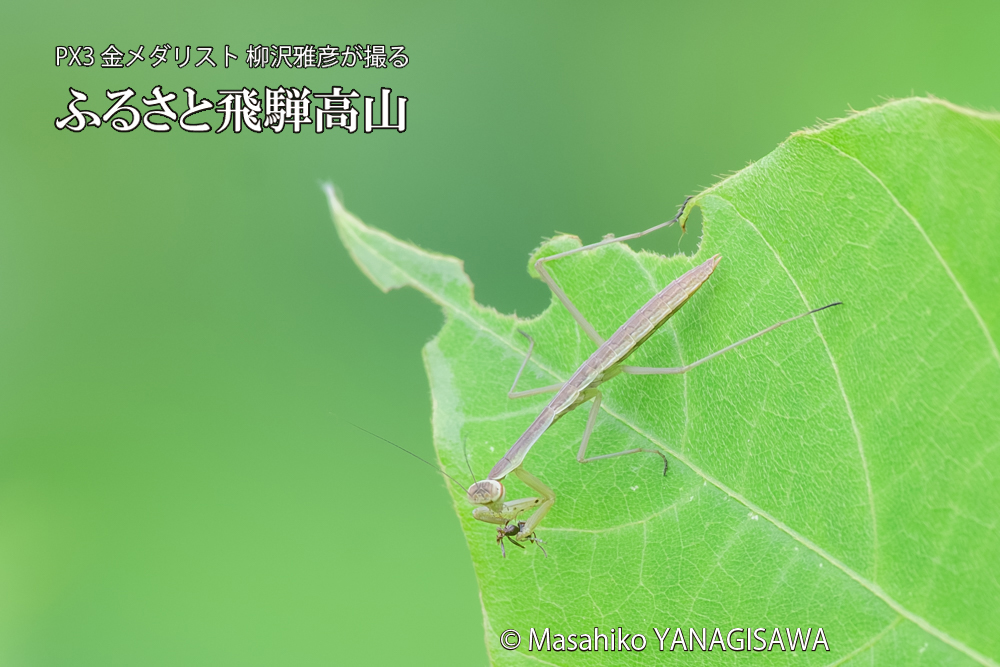 飛騨高山に棲むカマキリの写真です。