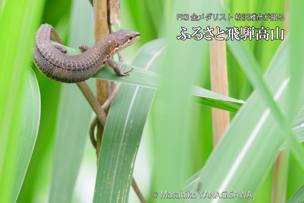 飛騨高山に棲むカナヘビの写真です。