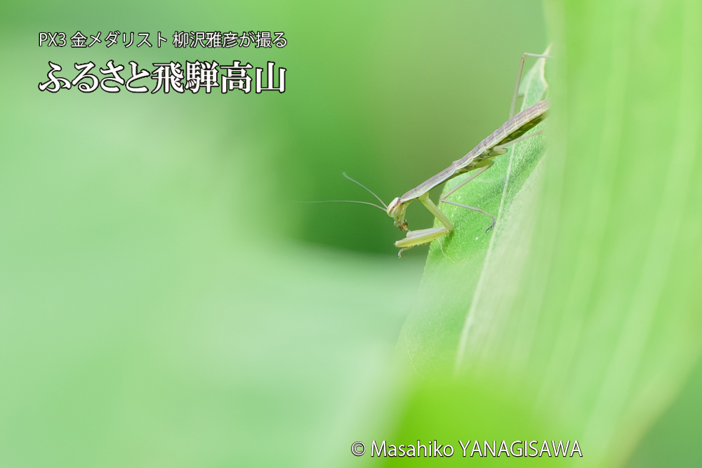 飛騨高山に棲むカマキリの写真です。