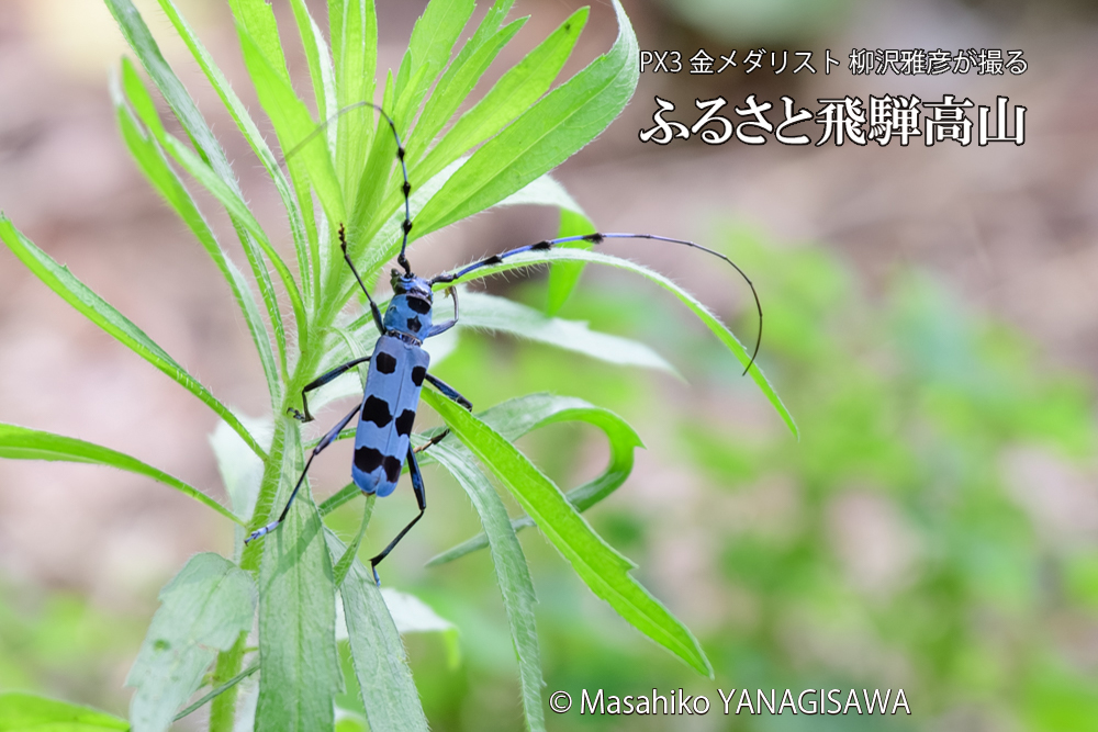 飛騨高山に棲むルリボシカミキリの写真です。