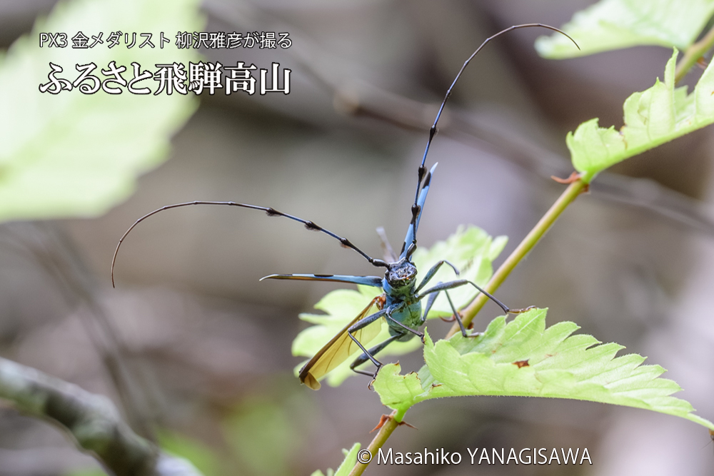 飛騨高山に棲むルリボシカミキリの写真です。