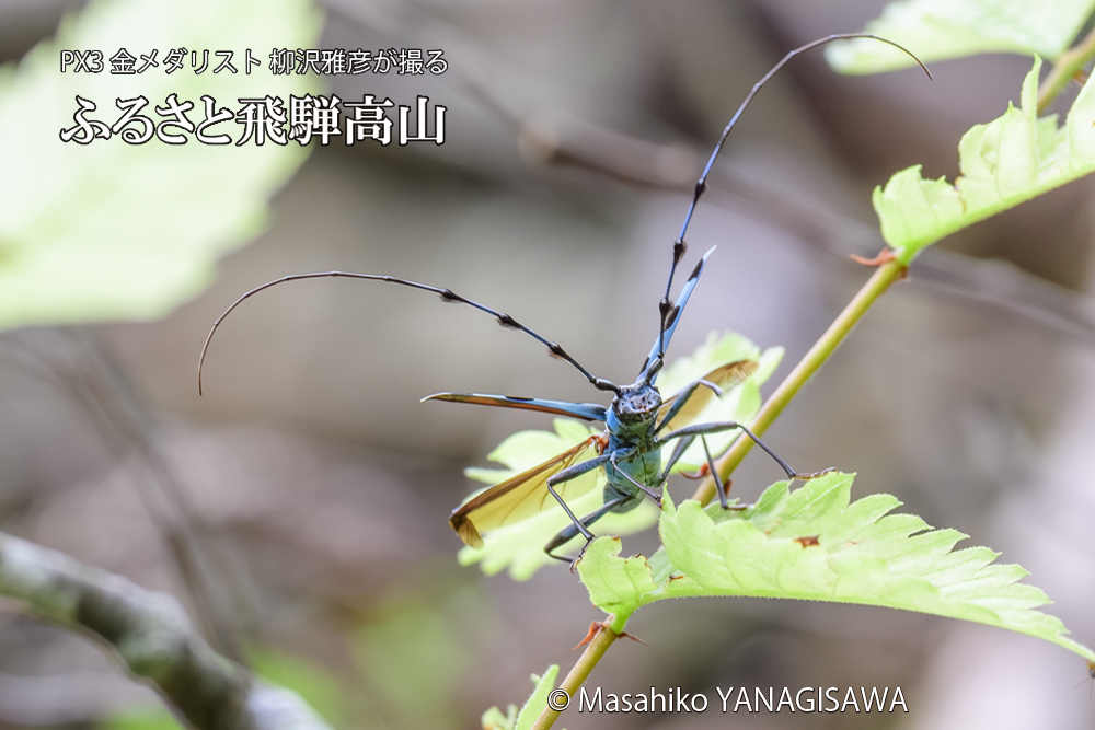 飛騨高山に棲むルリボシカミキリの写真です。