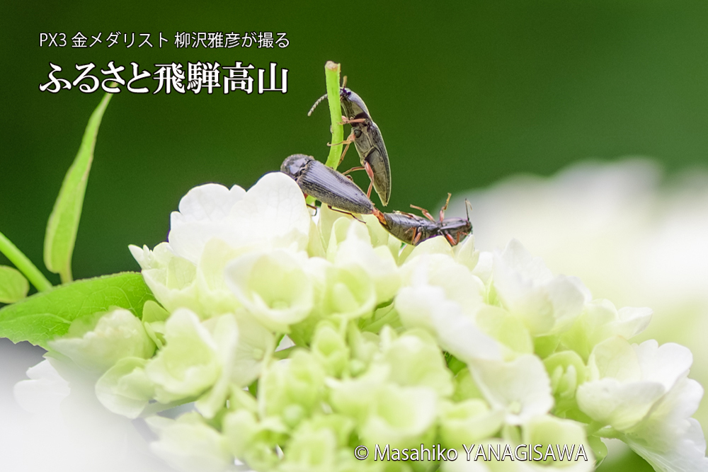 飛騨高山に棲むコメツキムシの写真です。