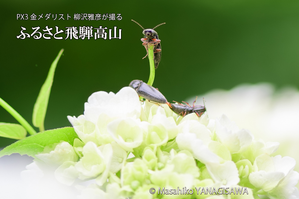 飛騨高山に棲むコメツキムシの写真です。