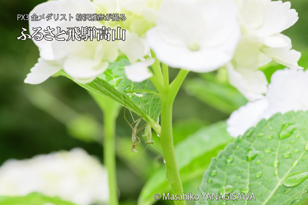 飛騨高山に棲むカマキリの脱皮の写真です。