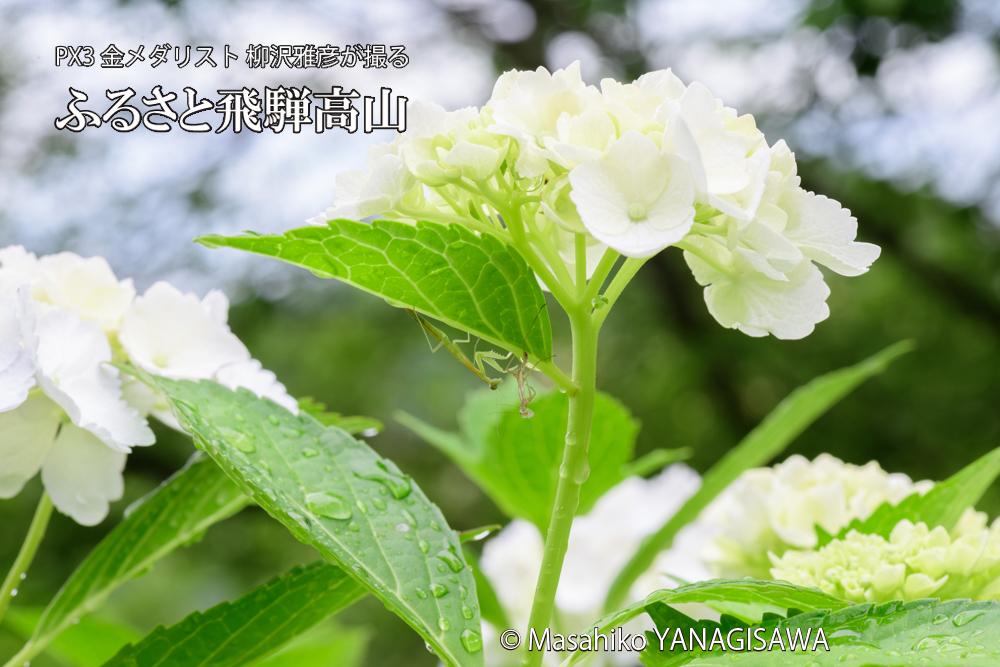 飛騨高山に棲むカマキリの脱皮の写真です。